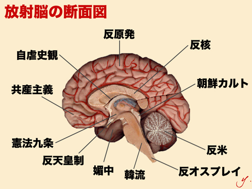 houshanou brain.jpg
